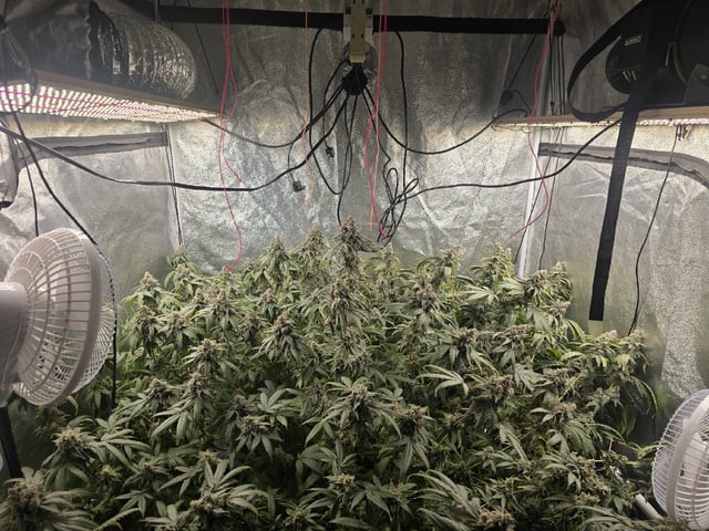 Oceanz 16 — harvest, day 168