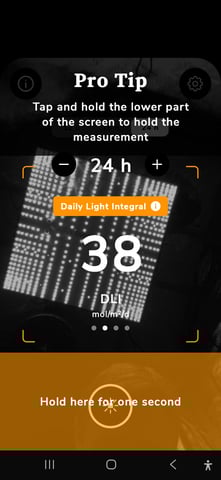 Purple Haze  — vegetative, day 43