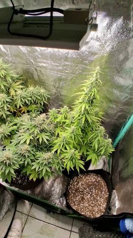 Lemon Cherry Cookies, Purple Haze and Strawberry Gorilla Grows — flower, day 91