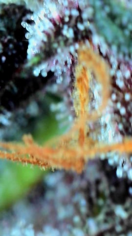 FastBuds-Auto Mix Pack-Quad Mystery — flower, day 56