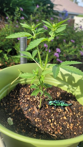 Poison Rainbows — vegetative, day 59