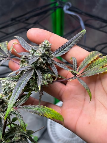 My Devine Conscious  — flower, day 173