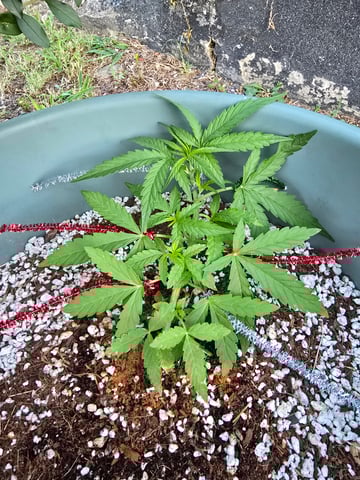 Green Gelato Auto — vegetative, day 24