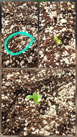 lemon cherry cookies auto — seedling_rooting, day 8