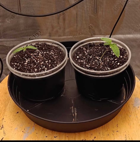 FastBuds Photo-Lemon Mandarin  — seedling_rooting, day 13