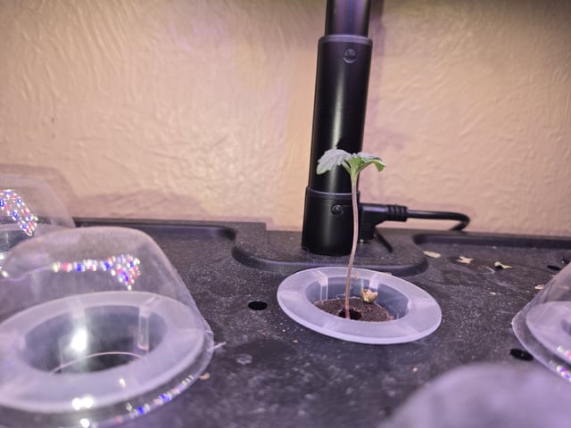 Pineapple Express — seedling_rooting, day 5
