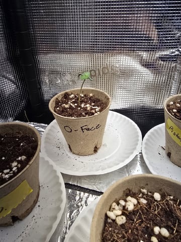 2026 Photoperiods — seedling_rooting, day 1