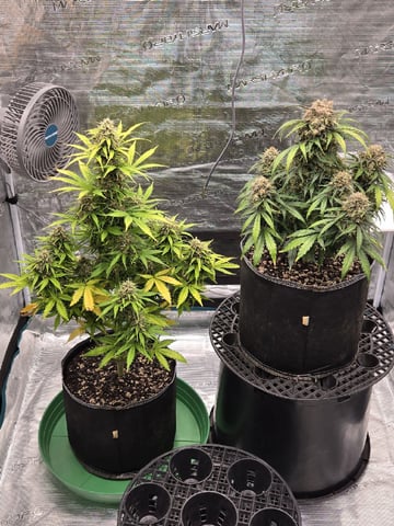 StrawZ (autoflower) — flower, day 85