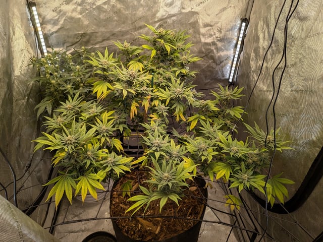 White Widow? — flower, day 53