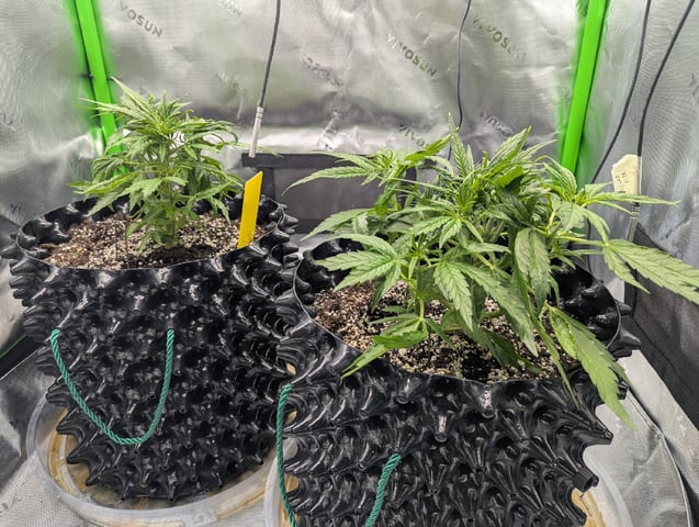 Titan F1 grow  — vegetative, day 33