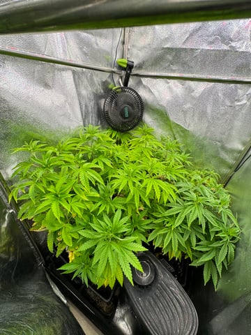 Mimosa x Orange Punch, Runtz Carlton, Gush Mints x Grape Cake Cream — vegetative, day 21