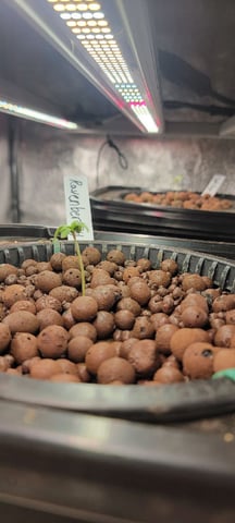 My First Grow — seedling_rooting, day 9