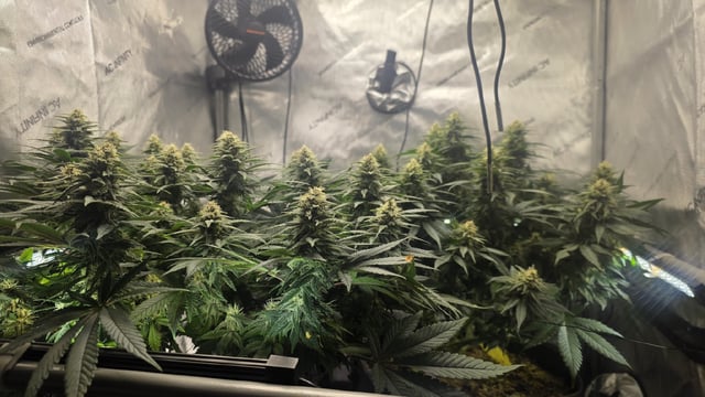 Original 1990 genetics  — flower, day 98