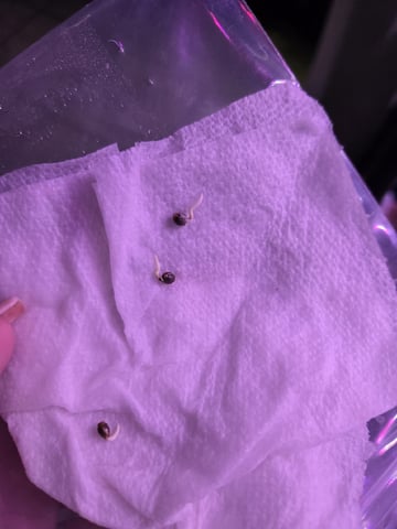 lemon cherry cookies auto — germination, day 6