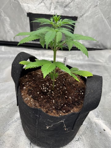 white runtz auto flower — vegetative, day 27