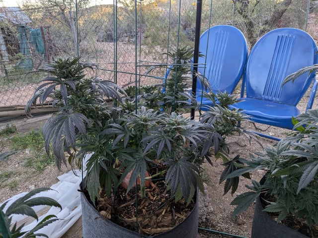 October Start — flower, day 127