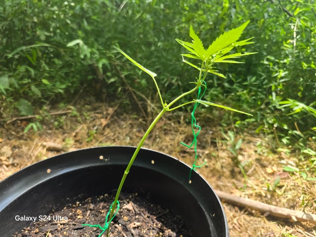 1st Grow — vegetative, day 32