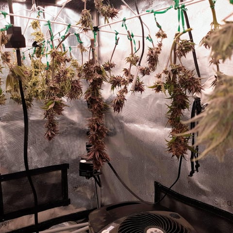 Moving On — harvest, day 44