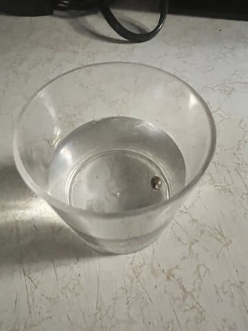 Inside Mother Plants — germination, day 1