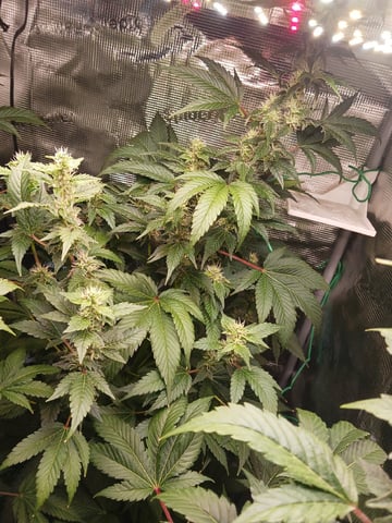 Gorilla Sherbert Feminized From Blimburn Seeds  — flower, day 86