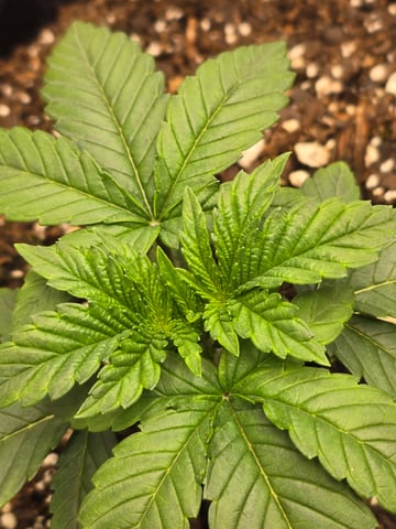 Northern lights #10 (Alaska) — vegetative, day 13