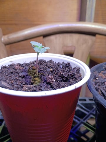 First Grow — grow_setup, day 1