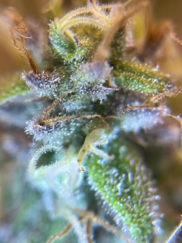 Gorilla Zkittlez & RS #11 — flower, day 96