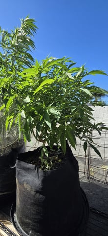 CzechsMex 2.0 — vegetative, day 186