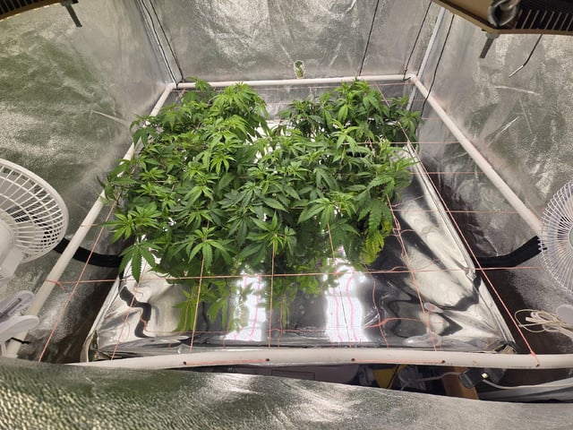 Oceanz 16 — vegetative, day 104