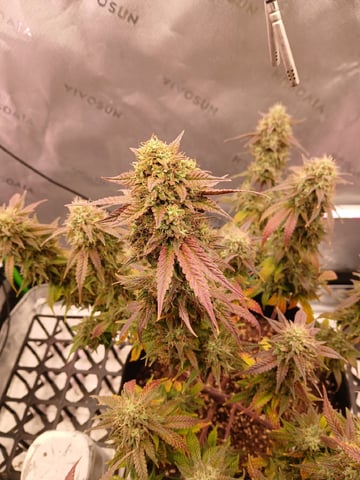 Lsd25, Dosido,GDP All Autos. — flower, day 72