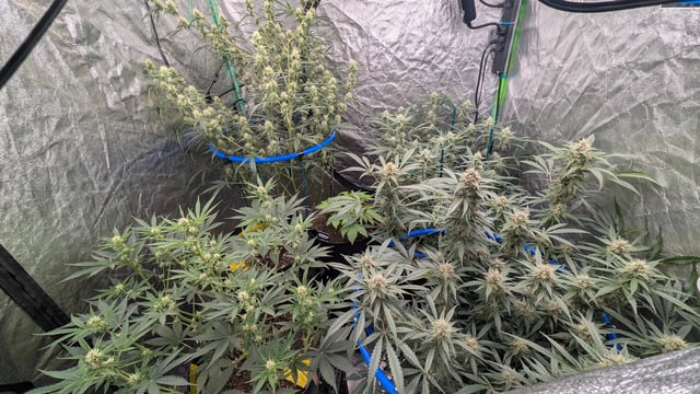 Mixed Grow — flower, day 63