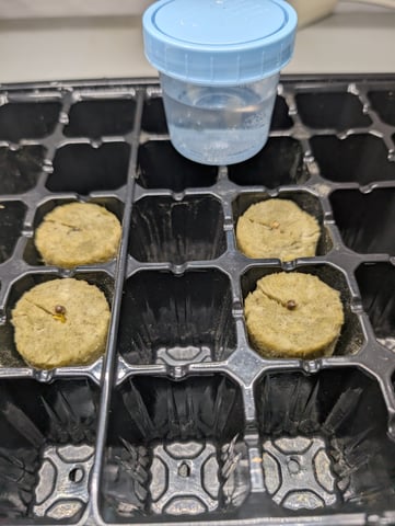 Acapulco Gold  — germination, day 5