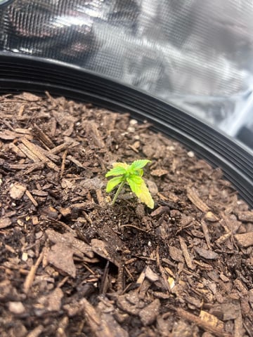 gorilla glue x sky walker  — seedling_rooting, day 14