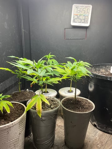 Cherry Pie clones (2nd run)