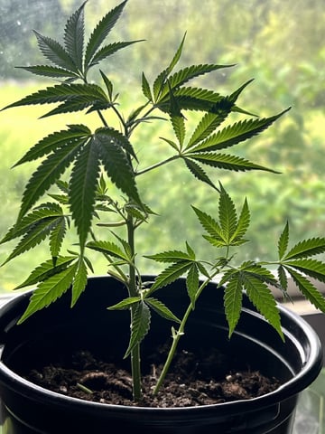 White Widow Auto — vegetative, day 31