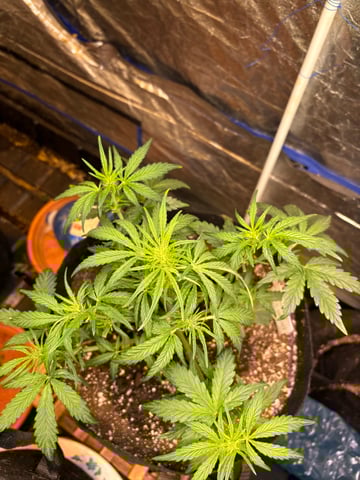 back to my roots.  — flower, day 1