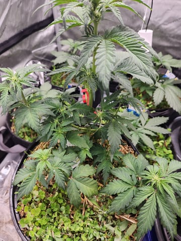 Mephisto Apple Crush in Nature's Living Soil  — vegetative, day 38