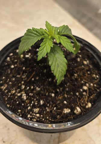 SGC & GWS — vegetative, day 16