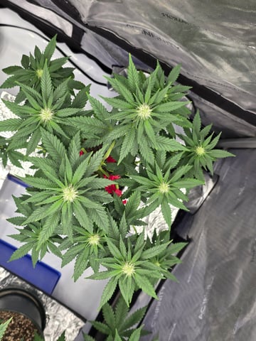 Homegrown - 🍒 🥧 & GSC Auto, 🚀 Seeds 🍌 Buttercups  — flower, day 50
