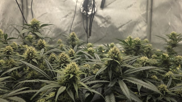 lilac diesel Rbx2 — flower, day 96