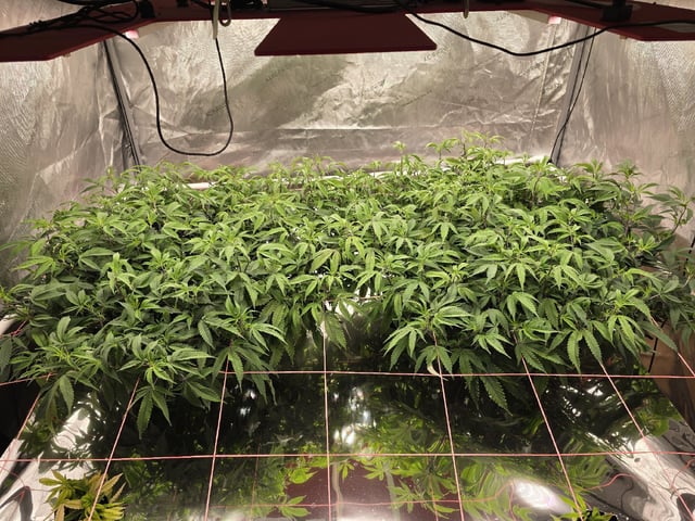 Dante's Inferno Rerun — vegetative, day 89