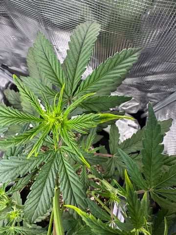 wedding cake auto FIRST GROW! — flower, day 33