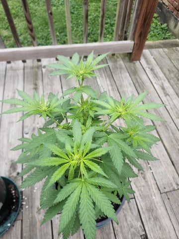 Third year Grow — vegetative, day 3