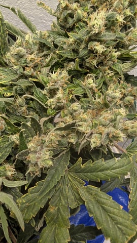 Sativa Summer Autos — flower, day 70