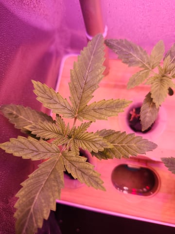 First Organic Hydro Grow. — seedling_rooting, day 5