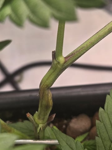 Funk Mountain 2 — flower, day 21