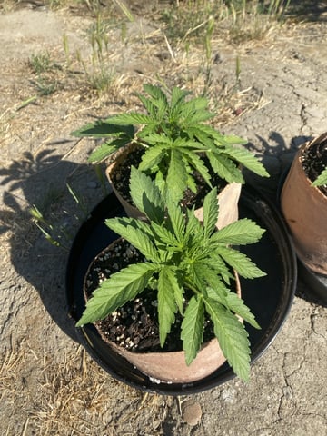 Auto Grow #3 2026
