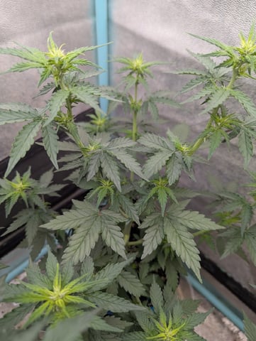 Autos — vegetative, day 25