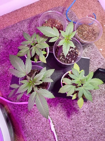 Round Deuce  — vegetative, day 19