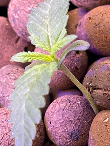 1st Ever Grow (Fat Bastard)(RDWC)  — seedling_rooting, day 10